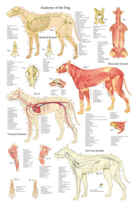 Canine Muscular Anatomy Chart Poster Laminated | ubicaciondepersonas.cdmx.gob.mx