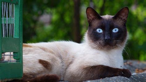 10 Surprising Facts About Siamese Cats | The Dog People by Rover.com