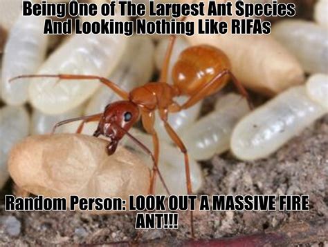 Idk if I'm allowed to post memes but here - Page 4 - General Off-Topic - Ants & Myrmecology Forum