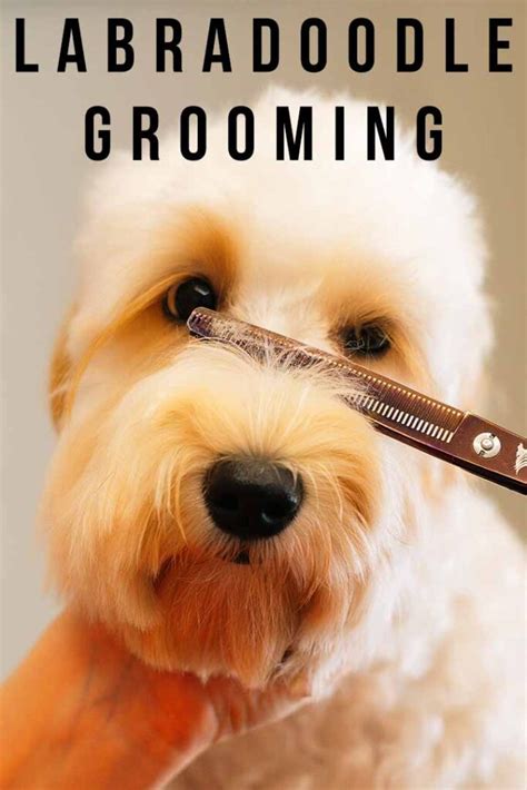 Top Tips For Grooming A Labradoodle Of Any Age or Coat Type