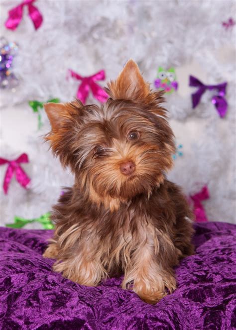 Chocolate Yorkie | Yorkshire terrier, Yorkie, Yorkie puppy