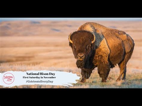 National Bison Day | First Saturday in November - YouTube