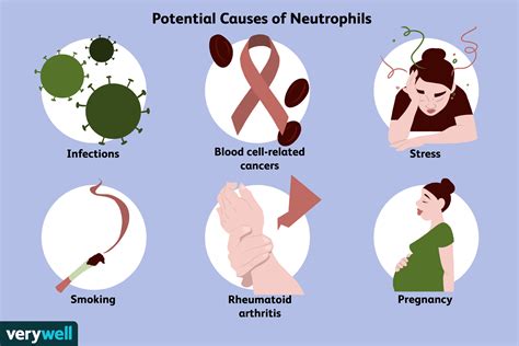 What Role Do Neutrophils Play in the Immune System? (2022)