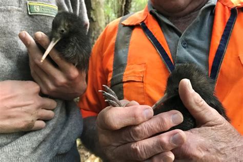 Northland’s first kiwi chicks of the season | Conservation blog