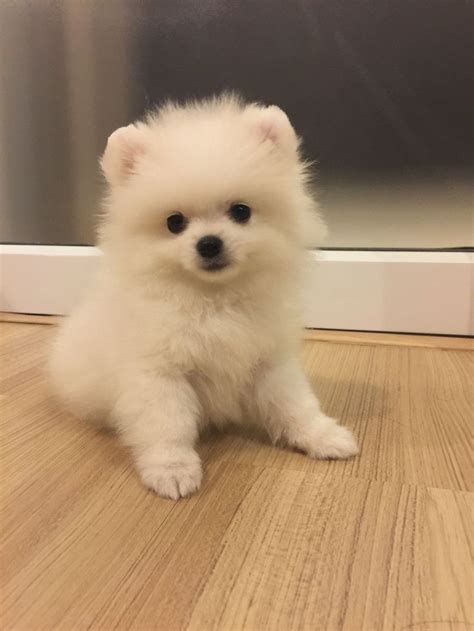 a small white dog sitting on top of a wooden floor