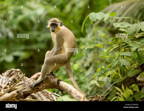 Green Monkey. The green monkeys found in Barbados originally came Stock ...