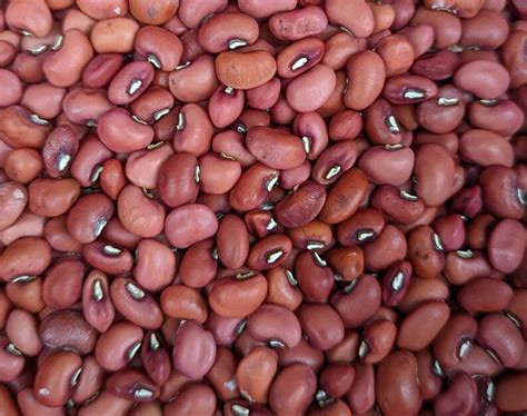 50 Red Ripper Southern Field Peas Cowpeas Seeds Organically Grown Central Florida Heirloom ...