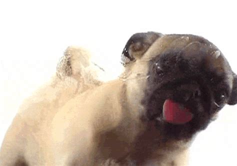 Pug Cleaner GIF - Find & Share on GIPHY