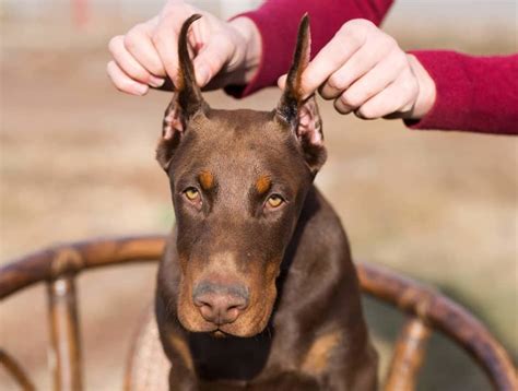 23+ Doberman Ear Cropping Styles - l2sanpiero