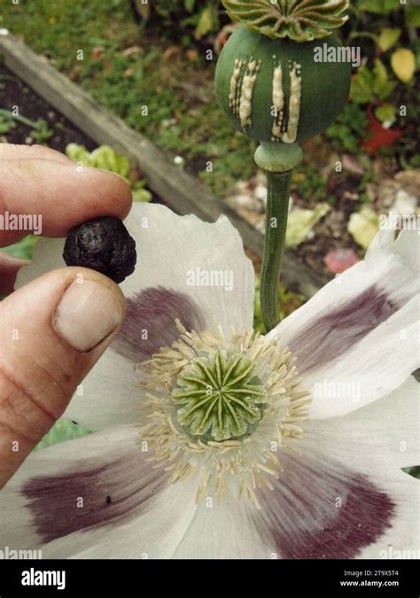 OPIUM POPPY - HARVESTING OPIUM Stock Photo - Alamy