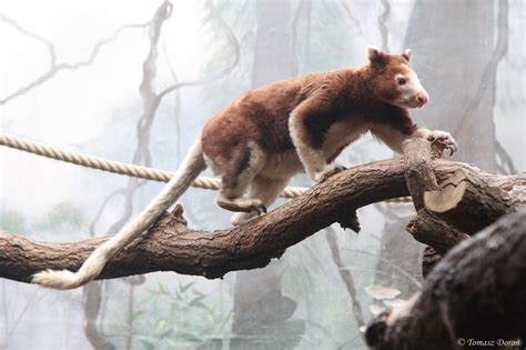 Matschie's Tree Kangaroo (Dendrolagus matschiei) - ZooChat