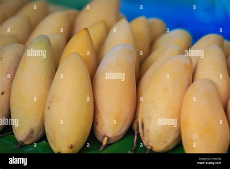 Organic Nam Dok Mai mangoes for sale at the fruit market. The Nam Doc Mai (Nam Dok Mai) mango is ...