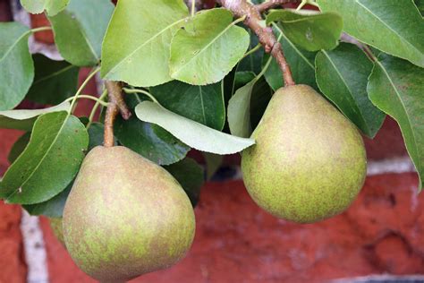 Comice pear: growing, plant care & taste - Plantura