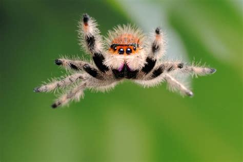 Critters caught on a high-speed camera | Jumping spider, Spider, Funny ...