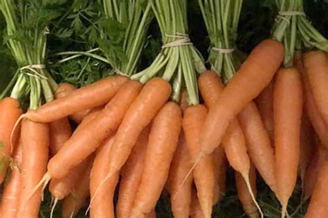 Organic Carrots with greens – Cottingham Farm