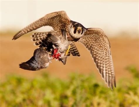 Peregrine Falcon Facts For Kids | Peregrine Falcon Diet & Habitat