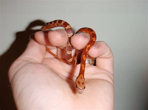 Corn Snake: Things Should Definitely Know | Pets Nurturing