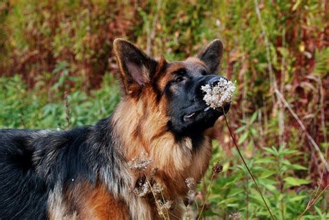 Long Haired German Shepherd (Your Next Best Friend?) - Shepherd Sense