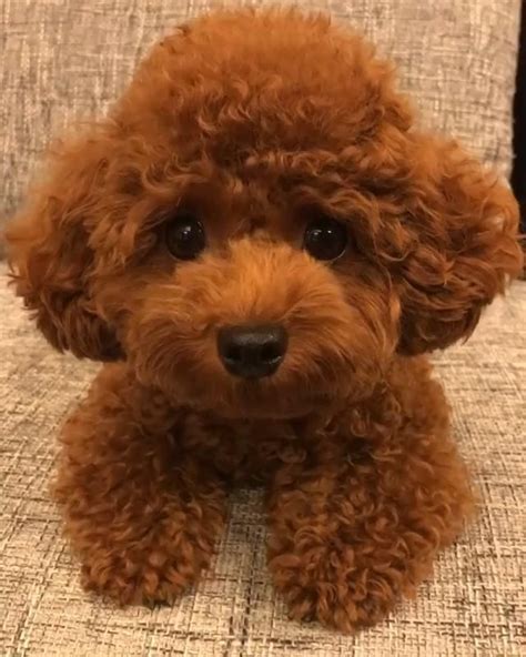 brown toy poodle puppy for sale - Cheryle Robert