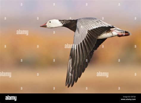 Blue Goose Chen caerulescens blue morph flying Stock Photo - Alamy