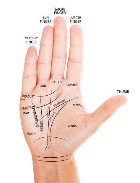 Life Line Palm Reading Chart