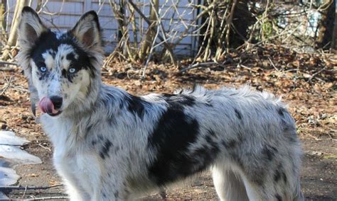 borzoi border collie mix - Google Search | Mixed breed dogs, Dog breeds, Borzoi