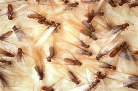 Drywood Termites: How to Detect Them