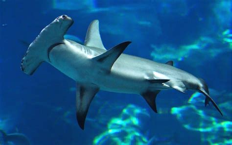 Hammerhead Shark Desktop Wallpaper Hd For Mobile Phones And Laptops : Wallpapers13.com