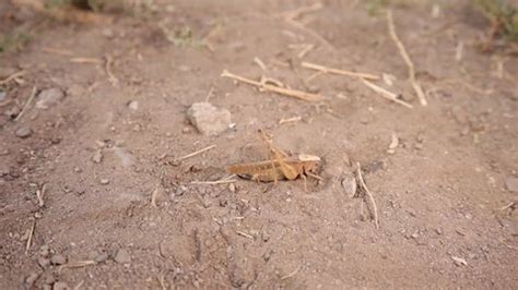 Katydid Katydid Jumping Katydid Nature Camouflage Stock Footage Video ...