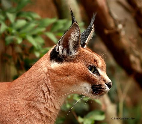 Caracal Cat | Taken during a trip to Cat Survival trust in W… | Flickr