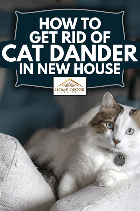 How To Get Rid Of Cat Dander In New House