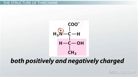 Threonine | Functions, Structure & Benefits - Lesson | Study.com