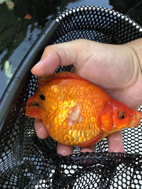 What’s wrong with fatfish? (Pond goldfish) : r/aquaponics