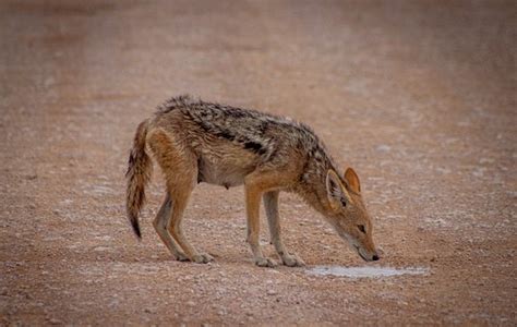 50+ Free Jackal & Wildlife Photos