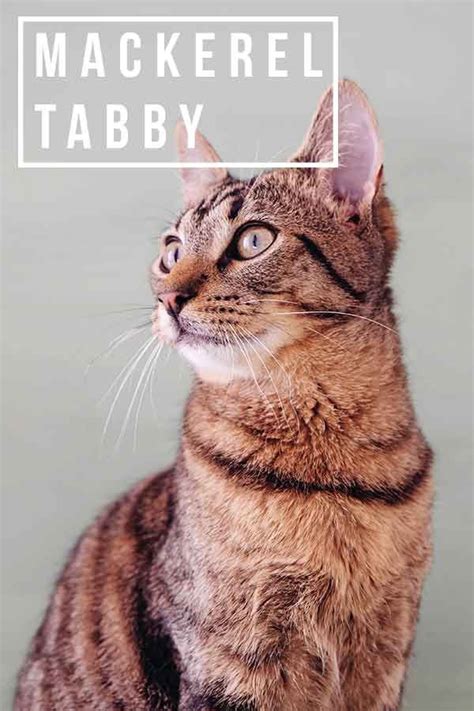 Mackerel Tabby Cat Breeds - Pets Lovers