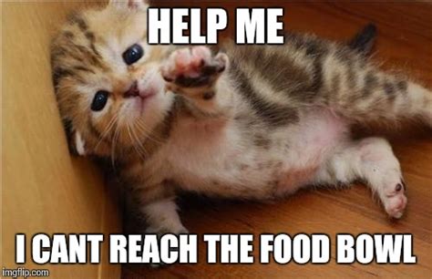 Help Me Kitten Memes - Imgflip