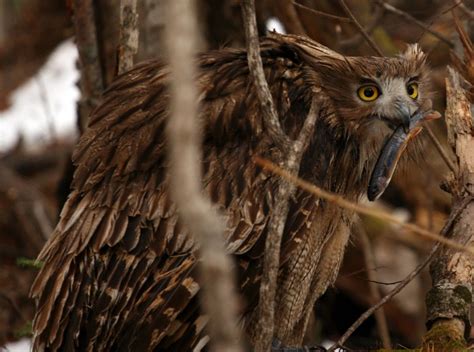 Saving the Blakiston’s fish owl | Focusing on Wildlife