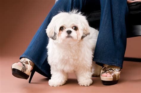 Shih-Poo Mixed Dog Breed Pictures, Characteristics, & Facts