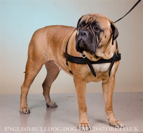 88+ Bullmastiff Size And Weight - l2sanpiero