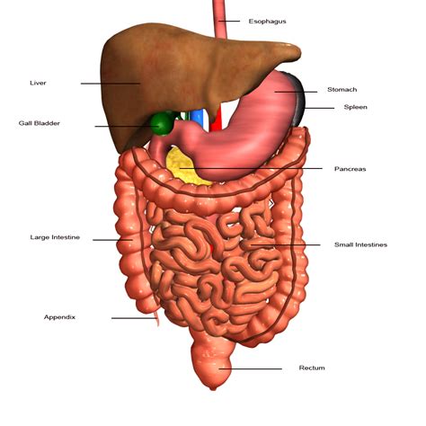 the human digestive system labeled - ModernHeal.com