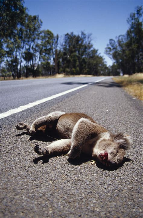 The Bloodied Roadkill Of A Male Koala Photograph by Jason Edwards