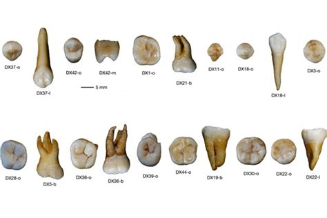 Fossil Teeth Point to Early Exodus from Africa | University of Minnesota