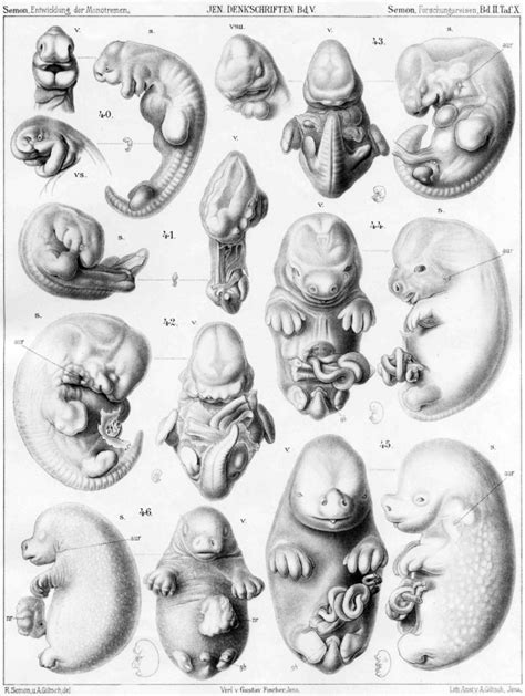 Echidna Development - Embryology