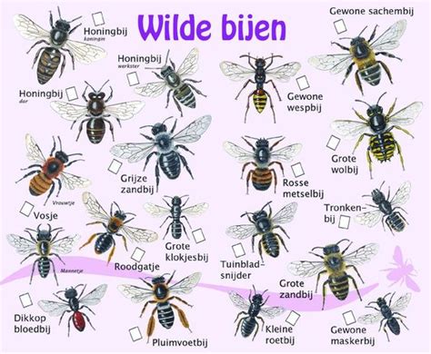 Wilde bijen alle soorten | Bijen | Pinterest