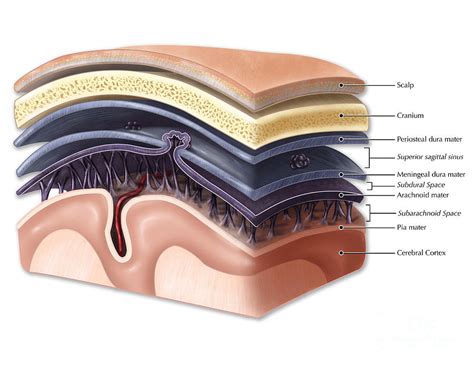 Layers Of Meninges Photograph by Evan Oto - Fine Art America