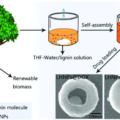 SEM (A-C) and TEM (D-F) images of enzymatic hydrolysis lignin (EHL ...