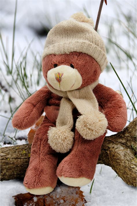Free Images : snow, cold, winter, cute, brown, mammal, child, scarf, tree trunk, teddy bear ...