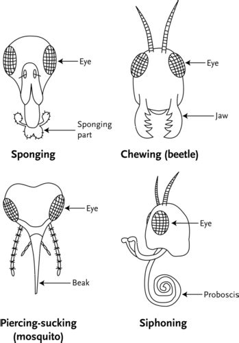 11.11: Insects - Biology LibreTexts