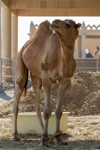 Premium Photo | Dromedaries in the desert