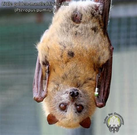 Pin by M M on Bats | Megabat, Animals, Wild kingdom